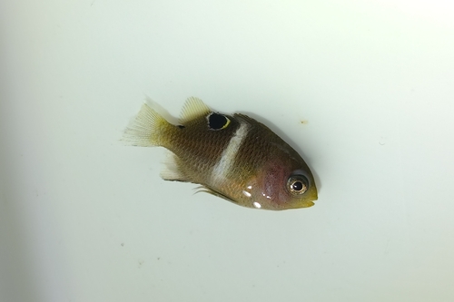Plectroglyphidodon leucozonus observed 2026-08-31