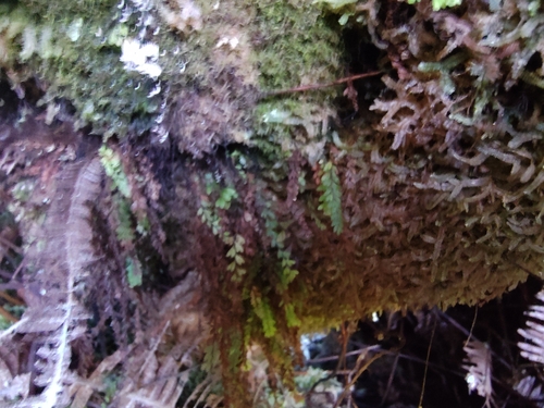 Adenophorus hymenophylloides observed 2026-05-02