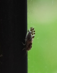 Cacopsylla pulchella