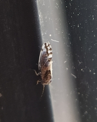 Cacopsylla pulchella