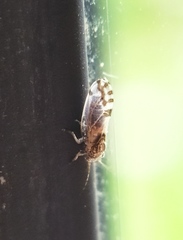 Cacopsylla pulchella