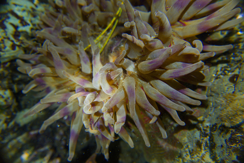 Painted Anemone