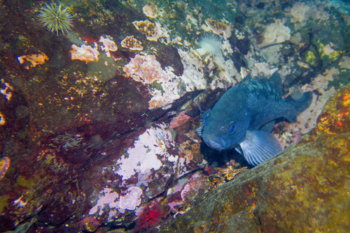 Black Rockfish