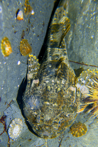 Buffalo Sculpin