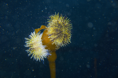 Arctic Green Sea Urchin