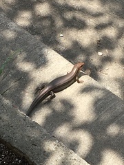 Plestiodon laticeps
