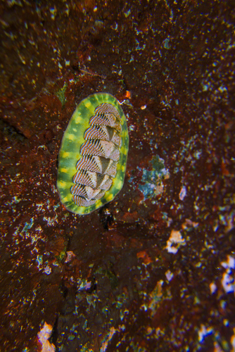 Lined Chiton
