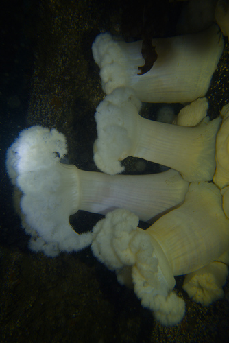 Giant Plumose Anemone
