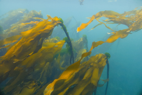 Bull Kelp