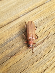 Ochrocydus huttoni
