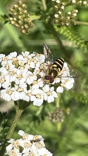 Black-margined Flower Fly