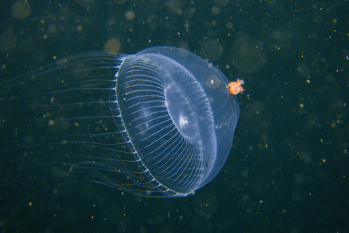 Victoria's Crystal Jelly
