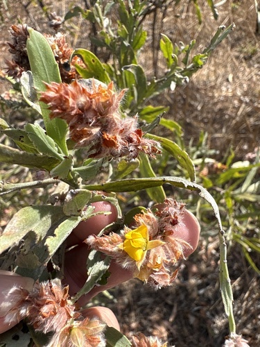 Jacksonia dilatata observed 2026-09-04