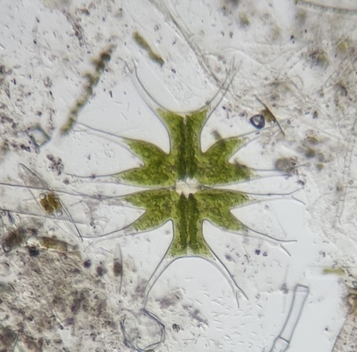 Micrasterias furcata, 2026-08-28