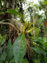 Anthurium obtusum