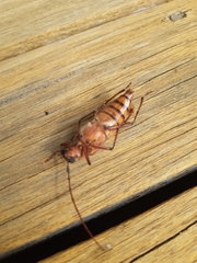 Ochrocydus huttoni