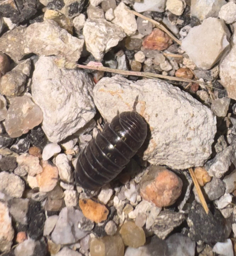 Common Pill Woodlouse