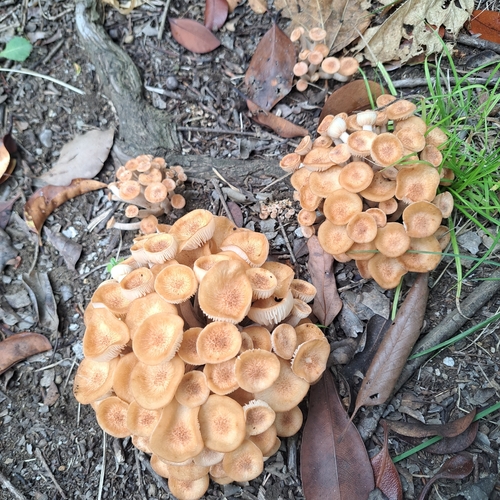 ringless honey fungus