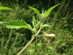 Mentzelia aspera, photograph (c) Alexis López Hernández, some rights reserved (CC BY)
