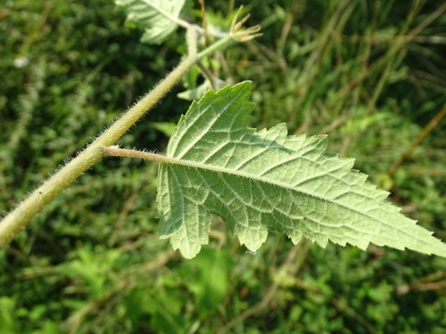 Mentzelia aspera, photograph 6