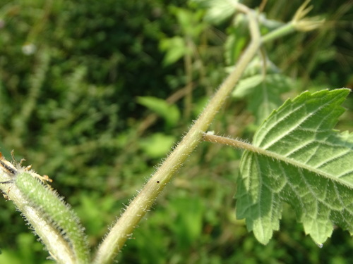 Mentzelia aspera, photograph 3