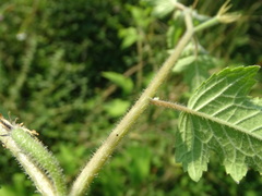 Mentzelia aspera, photograph (c) Alexis López Hernández, some rights reserved (CC BY)