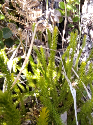 Lycopodium venustulum observed 2026-04-20