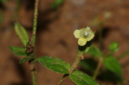 Torenia flava observed 2026-09-04