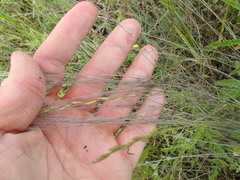 Aristida oligantha