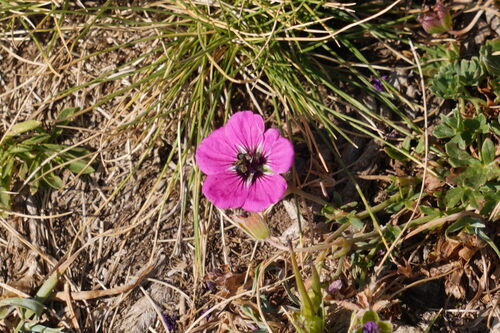 Geranium subcaulescens