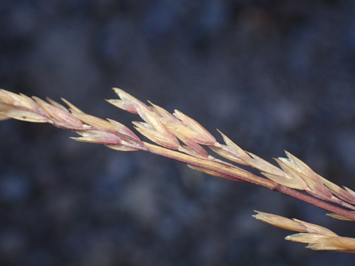 Poa secunda observed 2026-09-01