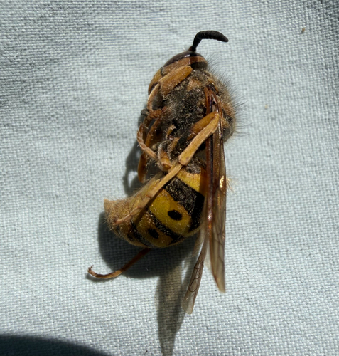 Western Yellowjacket