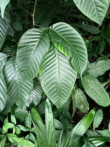 Sandoricum koetjape observed 2026-09-04