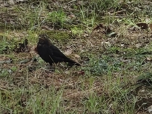 Chinese Blackbird