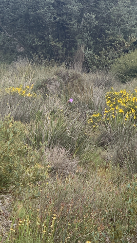 Patersonia occidentalis, photograph 5