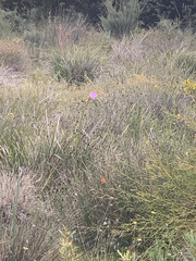 Patersonia occidentalis, photograph (c) Millie Brady, some rights reserved (CC BY)