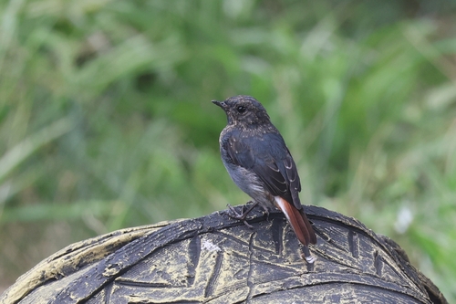 Plumbeous Water Redstart