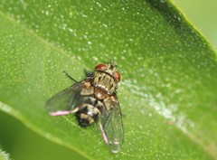 Tachinidae