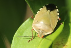 Chinavia erythrocnemis