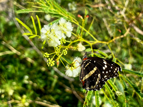 Bordered Patch