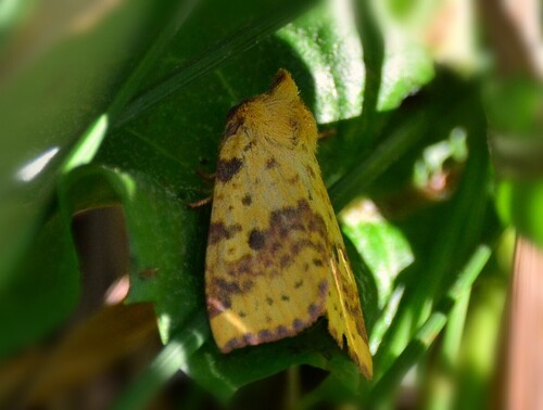 Pink-banded Sallow