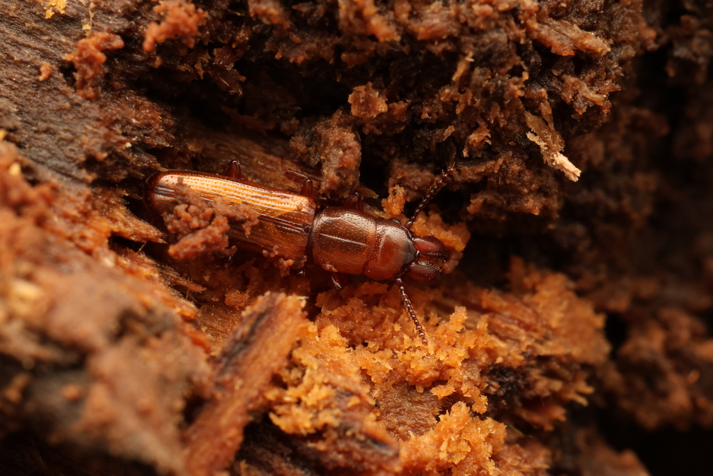 Prostomis elburica