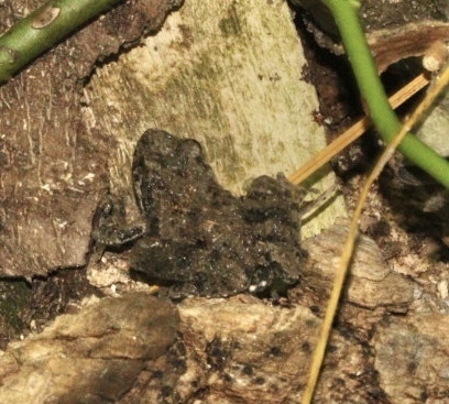 Blanchard's Cricket Frog
