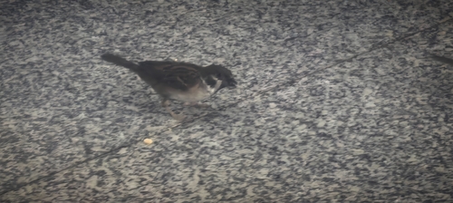 Eurasian Tree Sparrow