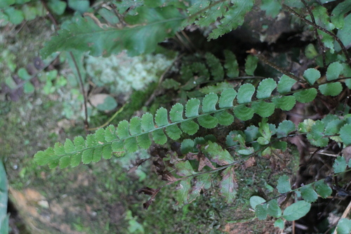 Lindsaea orbiculata observed 2026-08-31