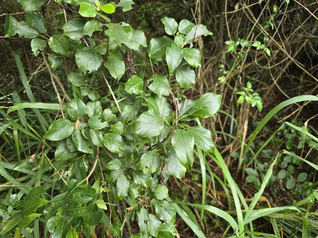 Mallotus repandus; photograph (c) Yu-Huang Wang, some rights reserved (CC BY)
