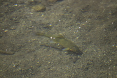 Catostomus occidentalis