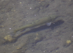 Catostomus occidentalis