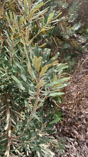 Banksia attenuata, photograph 5
