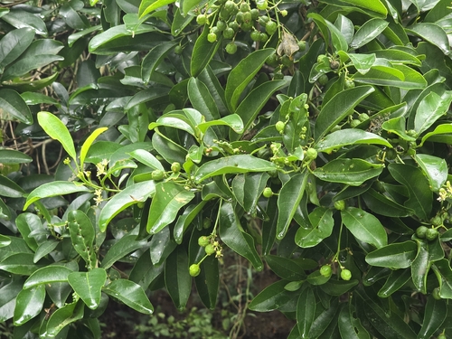 Acronychia pedunculata